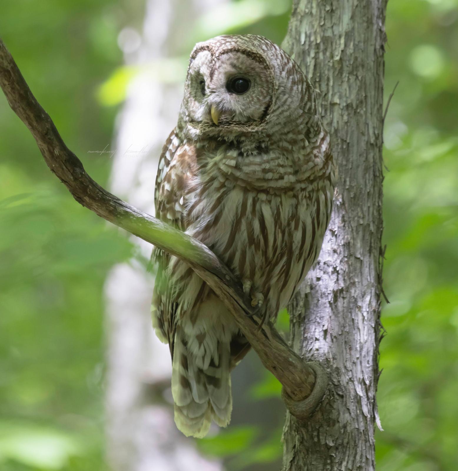 A barred owl watching from beside a tree trunk