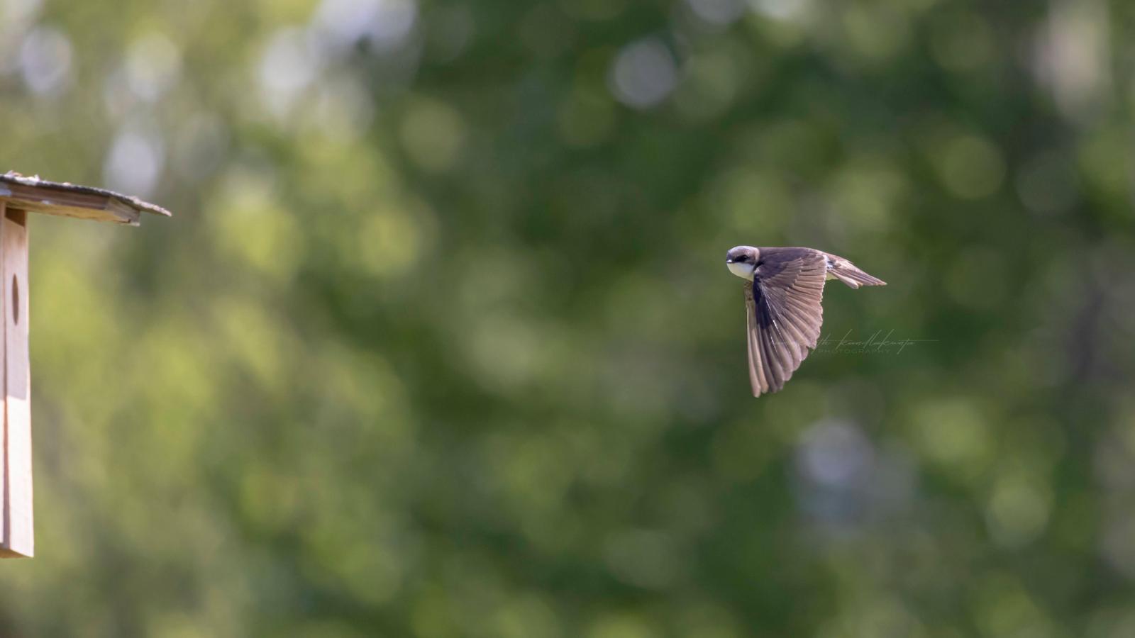 A swallow sweeping across a quiet green field near a nesting box