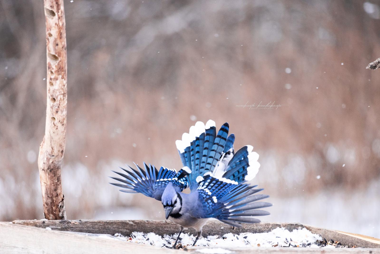A blue jay lifting off from a snowy feeding spot