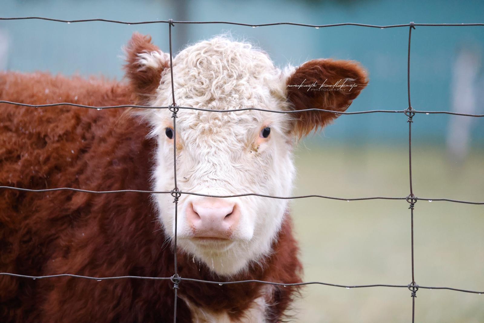 A white-faced calf looking through a farm fence