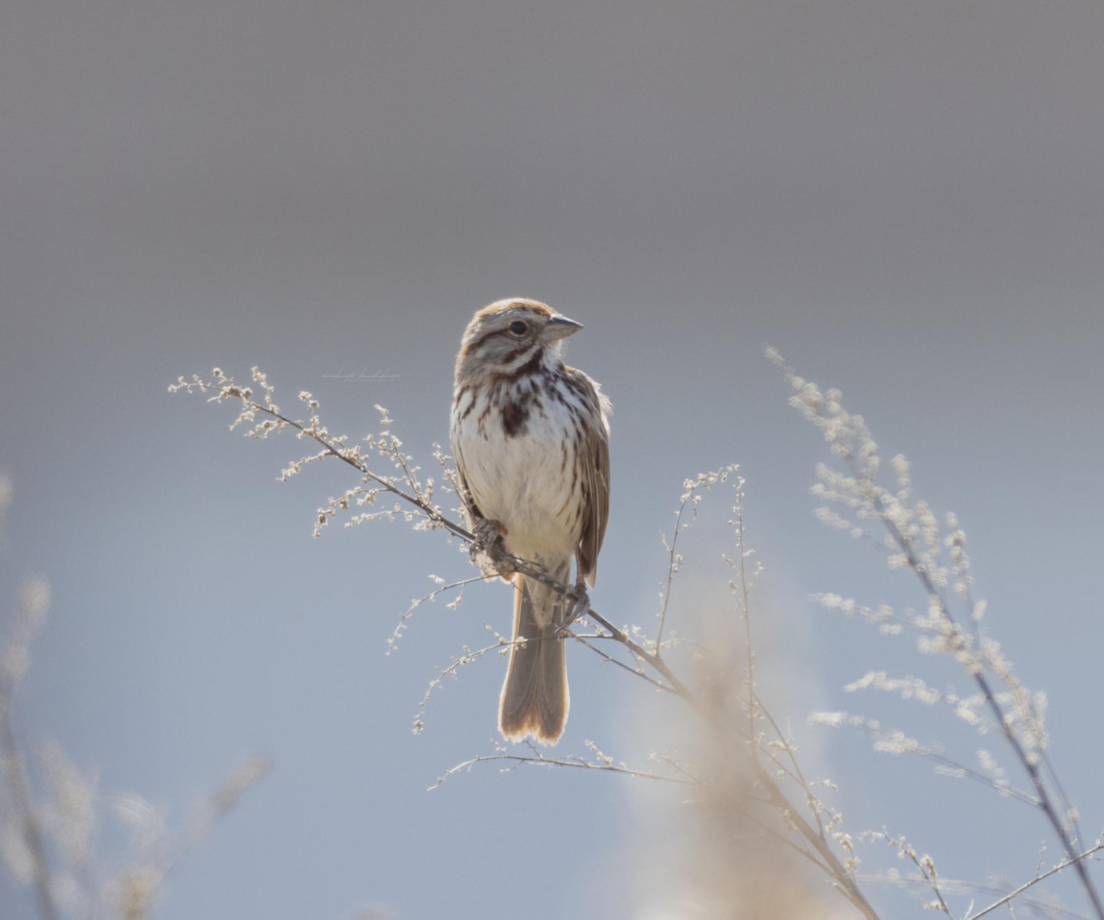 A field sparrow perched on a delicate stem against a pale sky