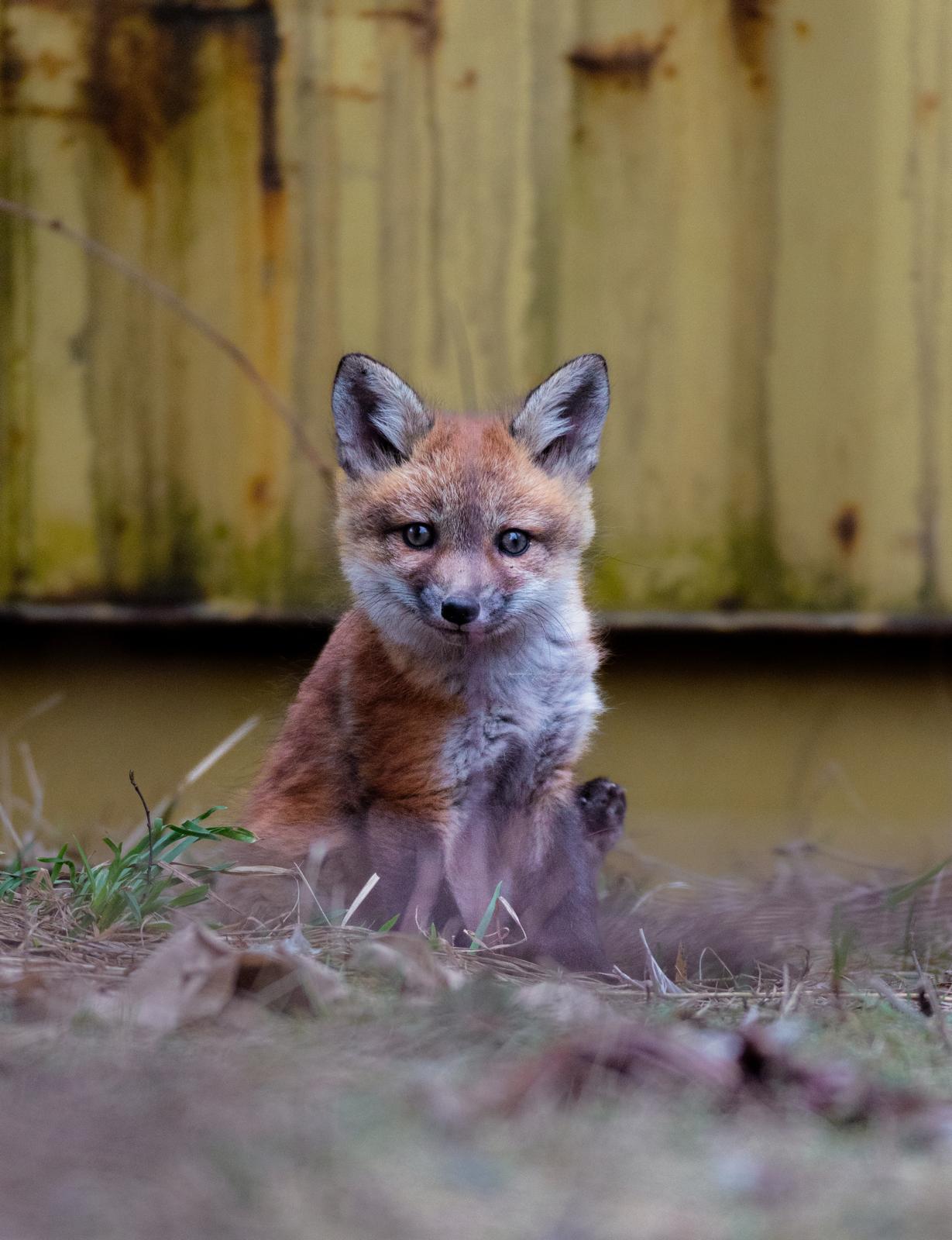 A young red fox sitting in a quiet corner by a wooden wall