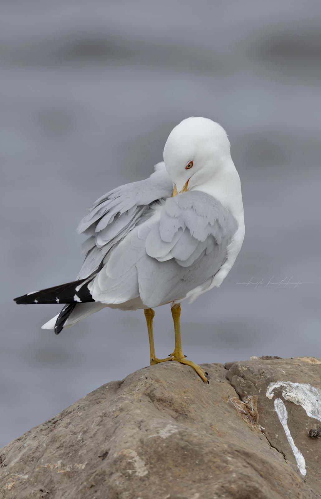 A gull tucking its beak into soft white feathers on a rocky shore