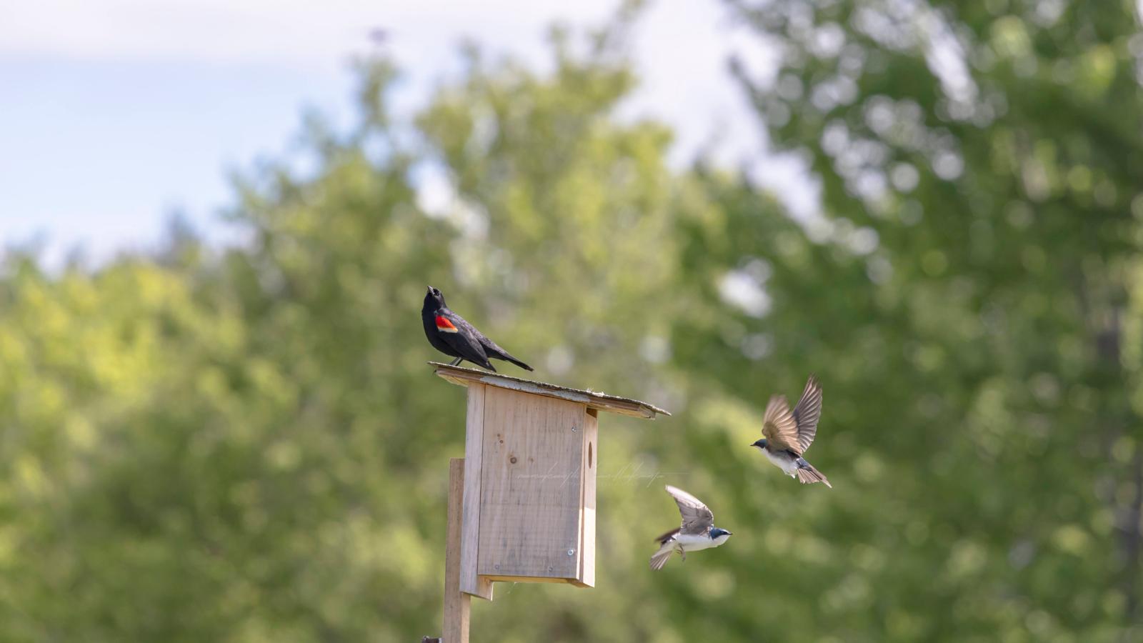 Songbirds gathering around a wooden nesting box