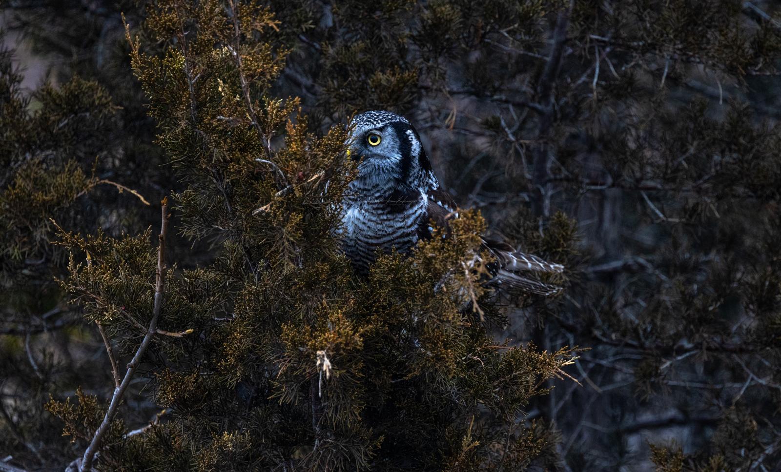 A great grey owl peering from deep green evergreen branches