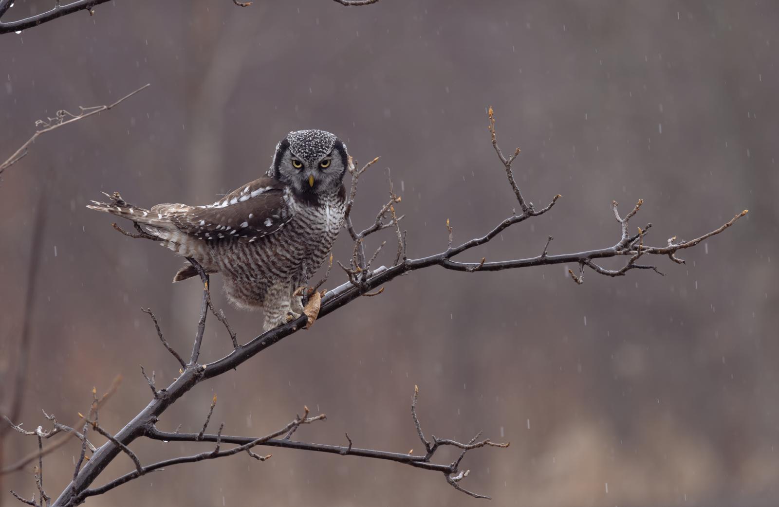 A great grey owl perched on bare branches as snow falls