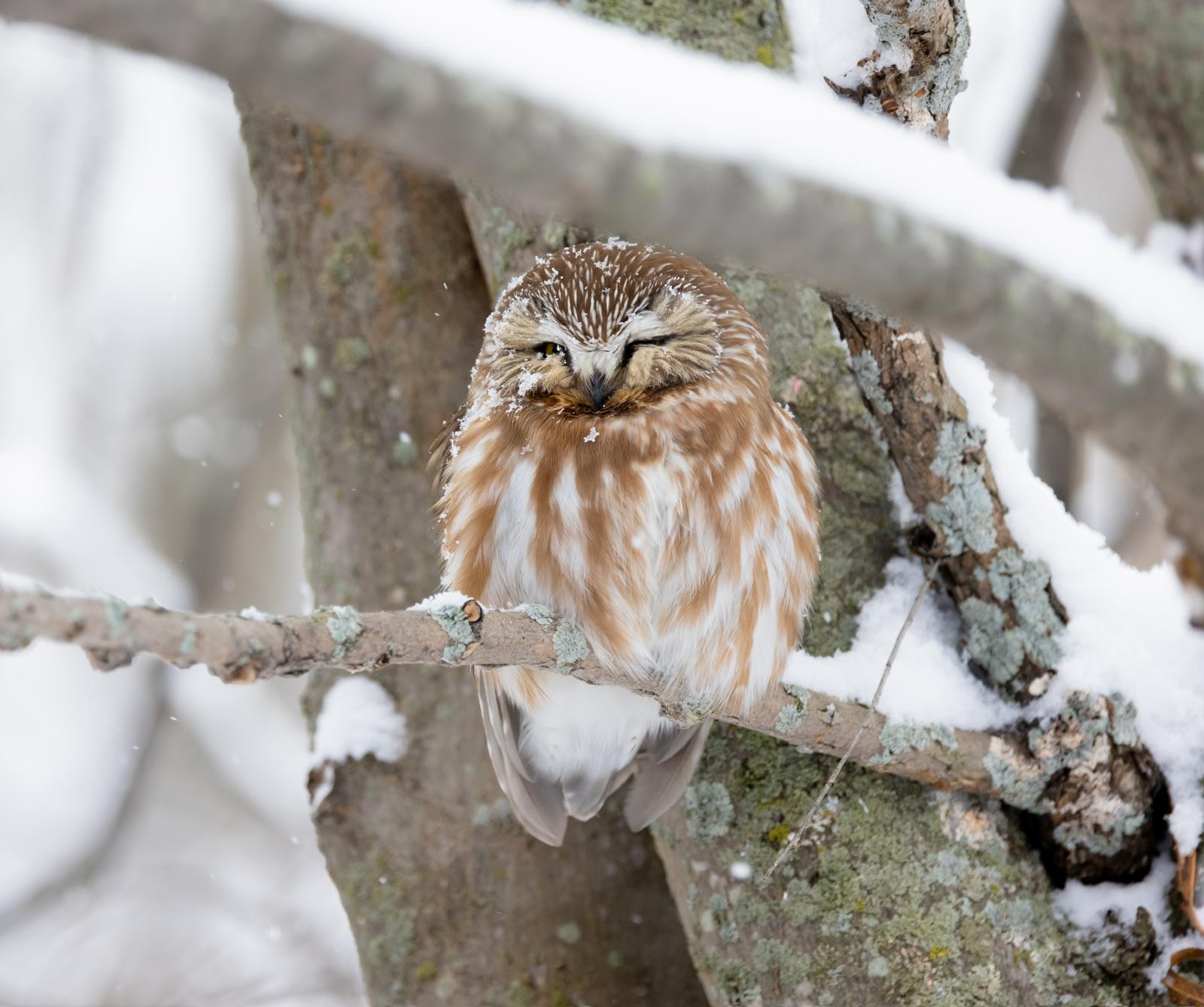 A small brown owl resting against a snowy tree