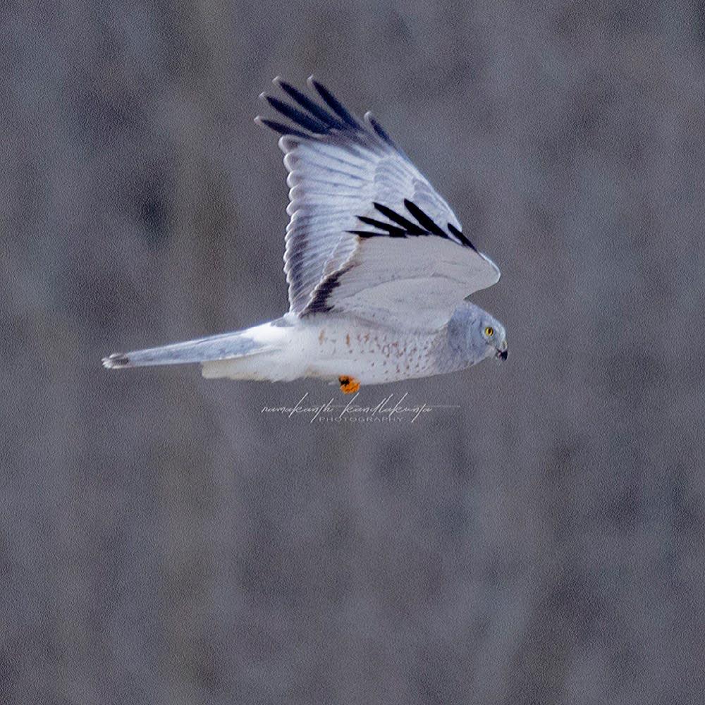 A pale raptor gliding through a grey winter sky
