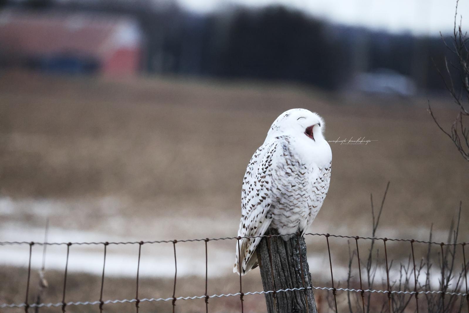 A snowy owl perched quietly on a fence post
