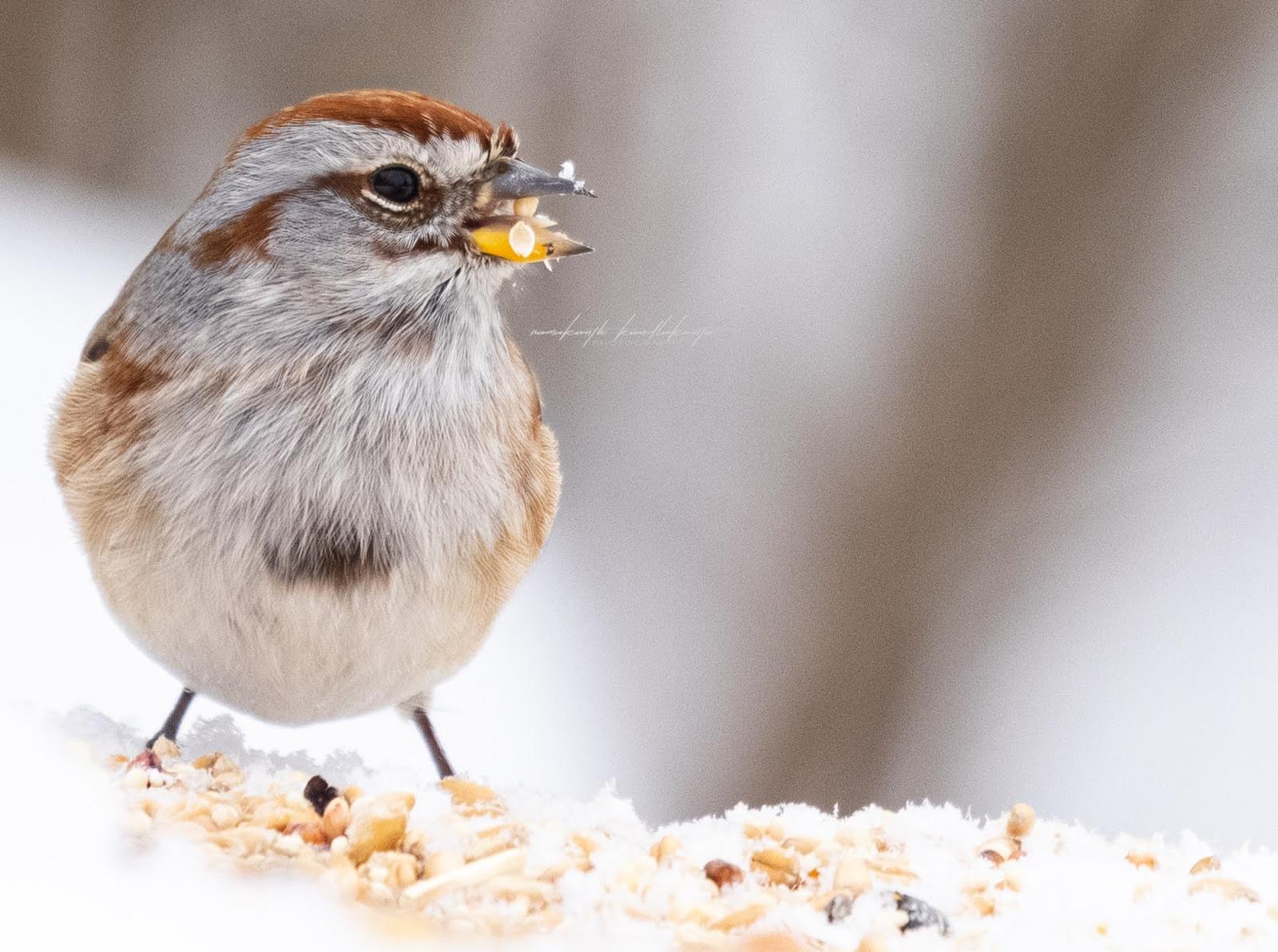 A small sparrow holding a seed against a soft winter background