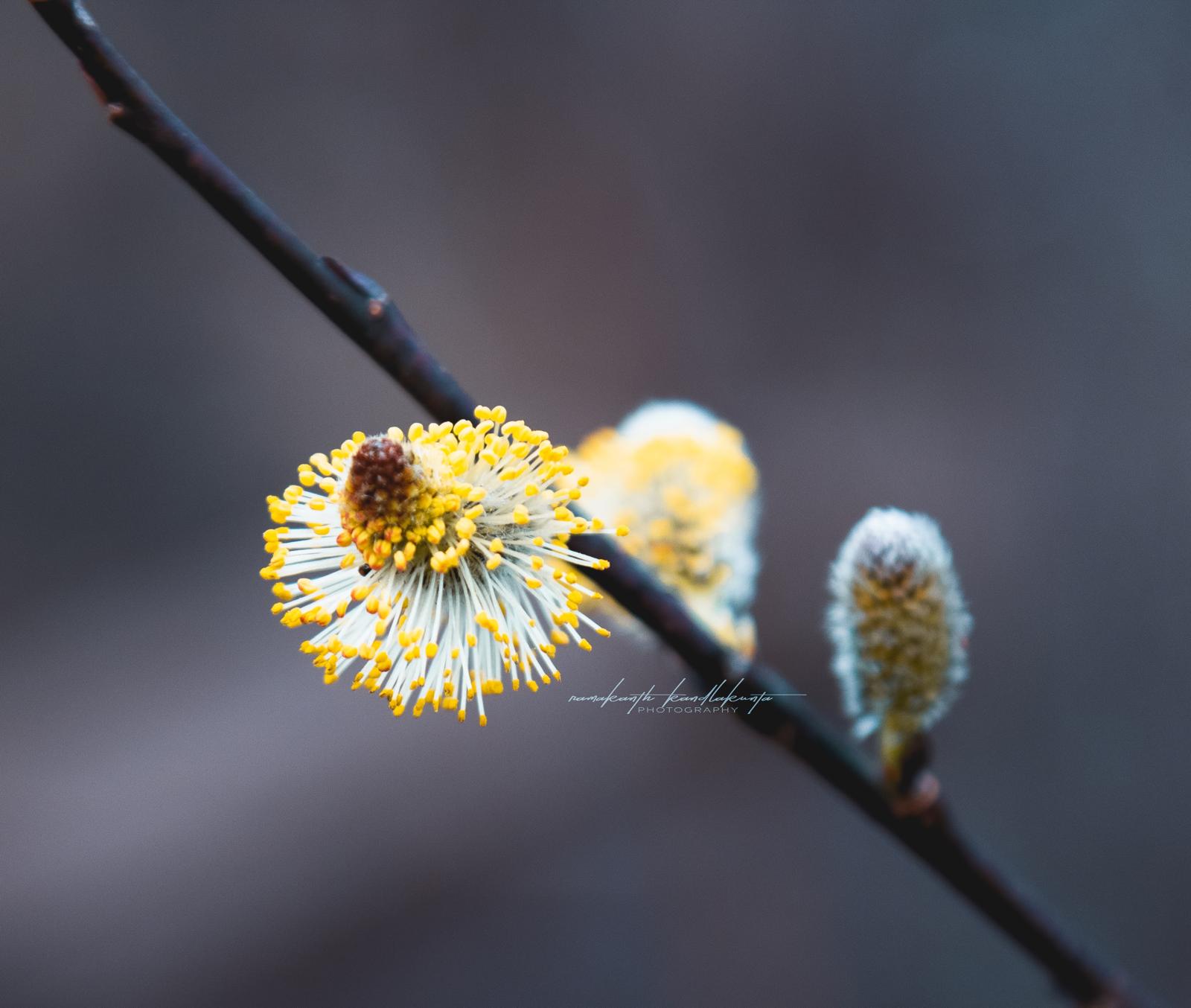 Golden willow catkins opening on a dark branch in early spring